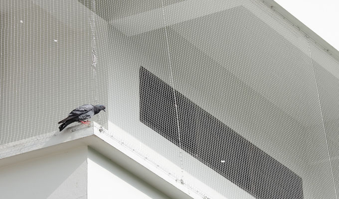 Pigeon Safety Net In Vishal Nagar